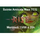 Soirée Spéciale Rise mercredi 12/02/25 à 20h00